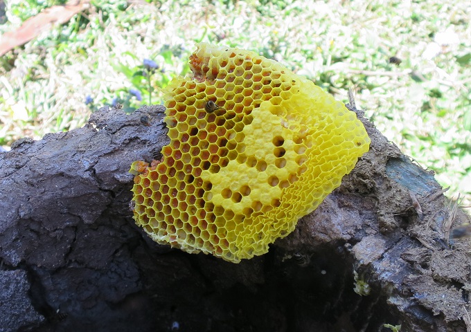 ラオス伝統式巣箱と日本の重箱式巣箱をうまく使い分けられるように