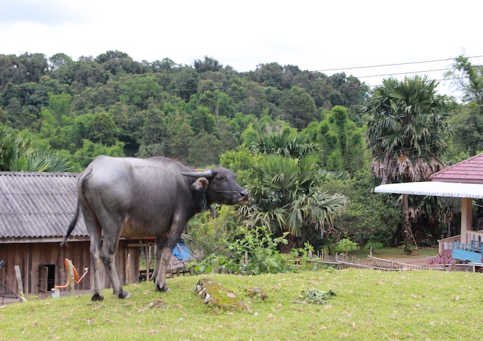 インターン滞在記〜ラオス編〜