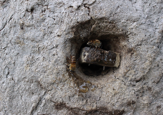 ラオス事業を視察してきました！