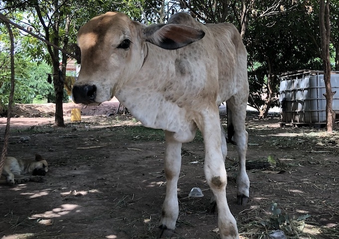 【アジアレポート/2021年7月_Topic01】