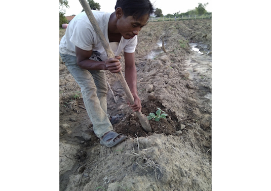 ロカブッス村のモデルファーム、野菜の栽培開始！